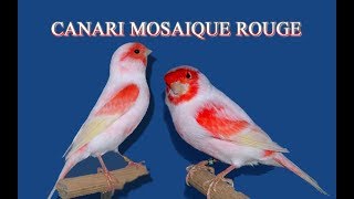 Canari mosaïque rouge [upl. by Anwahsat]