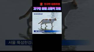 지구인 유출금지 🌌🪐🌍 음원출처 행복한피자빵 큰고양이 출처 사이버도깨비 [upl. by Akinnor]