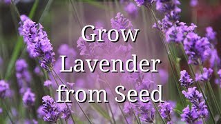 Grow Lavender from Seed [upl. by Elsey]