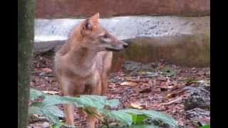 Golden Jackal Canis aureus [upl. by Nasia]