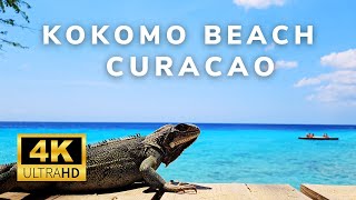 Curacao  4K  Kokomo Beach  Beachwalk  Hungry iguana [upl. by Htennek304]