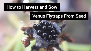 How to Harvest and Sow Venus flytraps From Seed [upl. by Aicnetroh]