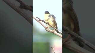 Ashy Prinia birds [upl. by Harhay]