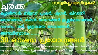 ചുരക്ക ചുരങ്ങ ചെരവക്കായ Lagenaria siceraria Lagenaria vulgaris Bottle gourd Calabash cucumber [upl. by Creedon]