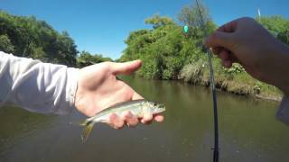 Pike cichlid fishing Uruguay [upl. by Varini]