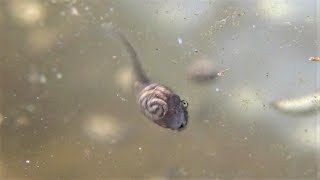 Spring Peeper Tadpoles  guts and pooping  with Salamander Embryos [upl. by Leslee]