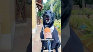 DOG NEWS RECEITA DA ALEGRIA cachorro cachorrosfofos cachorros [upl. by Josephson919]