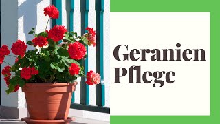 Geranien Pflege  So gehts [upl. by Enowtna]