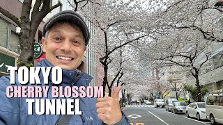 Tokyo Cherry Blossom Tunnels  Kayabacho Streets Lined w Sakura [upl. by Ynaitirb426]