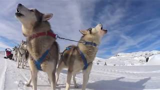 Sleddog sullOrtigara  Escursione con i cani da slitta sullAltopiano di Asiago [upl. by Katha]