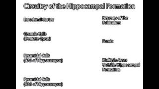 Hippocampal Formation [upl. by Ylak]