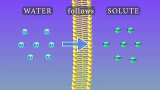 Osmosis Animation and Experiments [upl. by Clarance668]