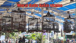 Murai Batu Andalan Batam bersaing di Kelas Utama hadiah satu unit Motor [upl. by Krissie419]