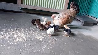 The mother hen is feeding the chicks  chick moppet  pet [upl. by Karlene]