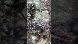 Macrochenus tigrinus… beetle sikkim youtube youtubeshorts shots nature videos videoshort [upl. by Namreg]