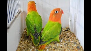 Love birds  singing  Love bird sounds  lovebird singing  parrot [upl. by Johansen]