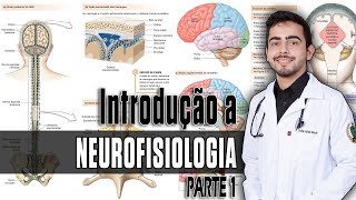 Fisiologia  Organização do SNC Sinapses e Neurotransmissores Capítulo 4645 PARTE 1 │ GUYTON [upl. by Dnomra]