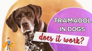 Tramadol an effective pain killer for pets [upl. by Ahsiuqat]