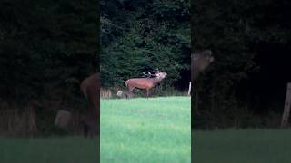 Ma toute première vidéo de brame il y a maintenant 4 ans 😍🦌 brame cerf [upl. by Giarla]