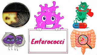 Enterococci  Enterococcus faecalis and E faecium English  Medical Microbiology [upl. by Anallij700]