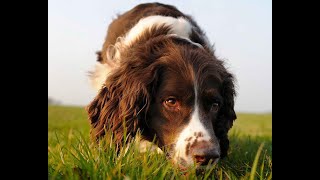 22 Pros and Cons of Owning an English Springer Spaniel [upl. by Bent]