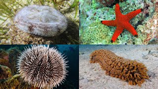 Echinoderms 101 Sea Stars Sea Urchins Sea Cucumbers and More [upl. by Hasila]