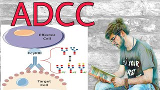 ADCC  Antibody dependent cell mediated cytotoxicity [upl. by Prinz]