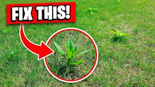 Weed Killer that Kills Weeds Fast Without Killing Grass [upl. by Rokach849]