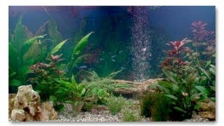 Setting Up An Aquarium Using Fishless Cycling PLEASE READ THE DESCRIPTION [upl. by Yaned]