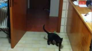 Gato GRACIOSO que cree ser un perro [upl. by Rosse]