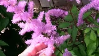 Amethyst Astilbe The Year After Planting [upl. by Anan]