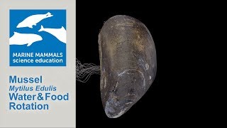 3D Mussel Mytilus Edulis Water and Food Rotation [upl. by Palestine]