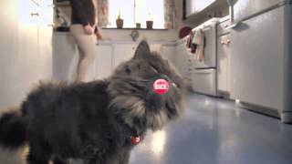 Skittles Touch The Rainbow Cat Lick 2013 Super Bowl Commercial Ad [upl. by Marjie631]