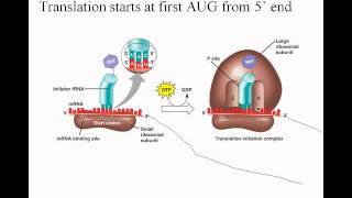 46DNAtoProteinwmv [upl. by Adham]