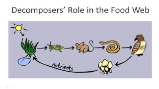 Decomposers Role in the Food Web [upl. by Needan223]