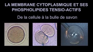 Membrane cytoplasmique et bulle de savon  une histoire de molécules tensioactives [upl. by Ynnus]