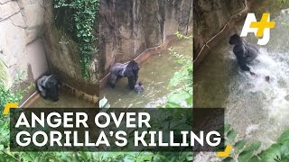 Gorilla Killed After 4YearOld Falls Into Enclosure [upl. by Nos342]