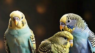 Exploring the Colorful World of Budgies  Live Budgie Cage Cam [upl. by Aneehsat]