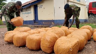 POLICE SEIZE 6 MILLION BHANG IN ISIOLO ARREST ONE SUSPECT PURSUE DRIVER amp THIRD SUSPECT [upl. by Rainwater639]