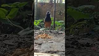 Beautiful bird callingshort treepie bird voice [upl. by Ima]