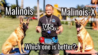 Belgian Malinois vs MalinoisX  Is the Malinois x GSD an even better dog [upl. by Ahsrats503]