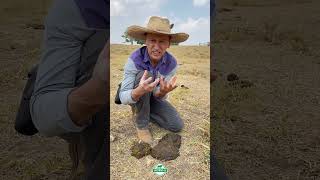 Análise de Fezes agro gado roça cavalo dicas sitio fazenda pecuaria agricultura viral [upl. by Noreik822]