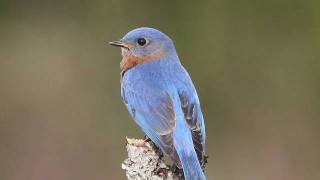 Tree Swallows and Eastern Bluebird [upl. by Case]