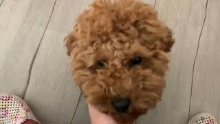 Barboncino nano 9mesi coccole poodle минипудел 9 месеца [upl. by Arakaj887]