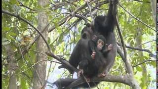 Chimpanzees at Serengeti National Park  Part 1 [upl. by Thetis]