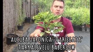 Aucuba japonica Variegata  Tarkalevelű babérsom [upl. by Yanehc921]