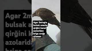 Hamma padpiskani bossin obunachilarimdan 1tasini jonli efirda aniqlab olamz berkut birdsburgutlar [upl. by Eivlys803]