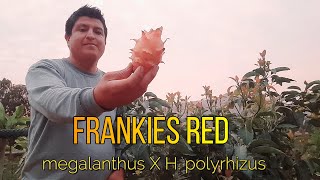 Pitahaya Frankies Red brix Pitahaya en Perú [upl. by Alex471]