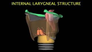 Larynx Animation [upl. by Emaj518]