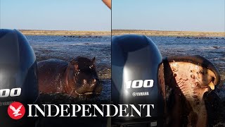 Charging hippo bites tourist boats rear motor in furious chase [upl. by Kavanaugh781]